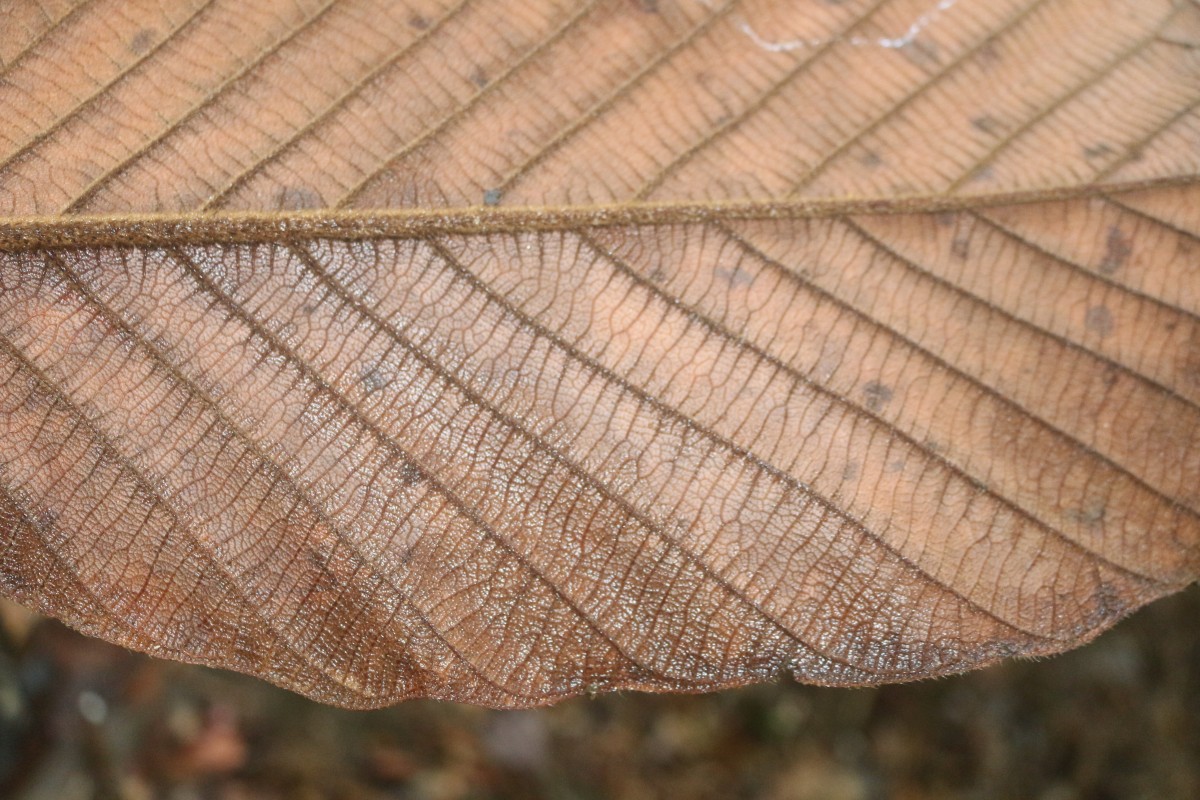 Dipterocarpus hispidus Thwaites